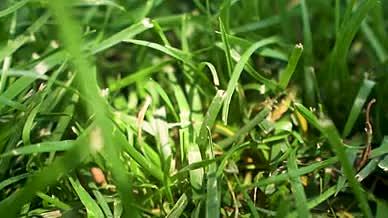 小草植物绿植植被阳光视频的预览图